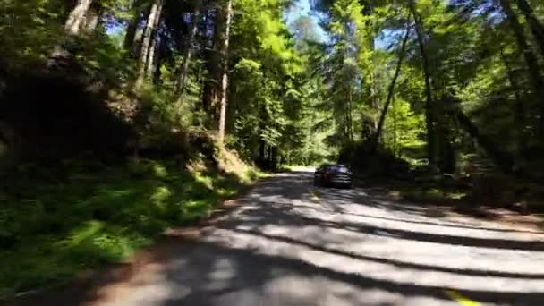 Redwood National Park Lady Bird Johnson Grove Rear View Trailhead — Stock Video