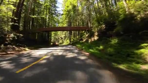 レッドウッド国立公園レディバードジョンソングローブ トレイルヘッドブリッジドライビングプレートカリフォルニアのフロントビュー — ストック動画
