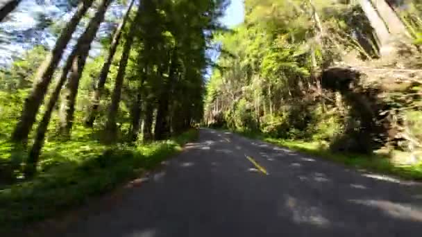 红杉国家公园女士鸟约翰逊树林02后视镜驾驶车牌加州美国超级宽 — 图库视频影像