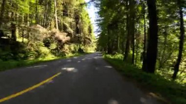 Redwood Ulusal Parkı Lady Bird Johnson Grove 02 Front View Sürücü Plakası Kaliforniya ABD Ultra Geniş Geniş