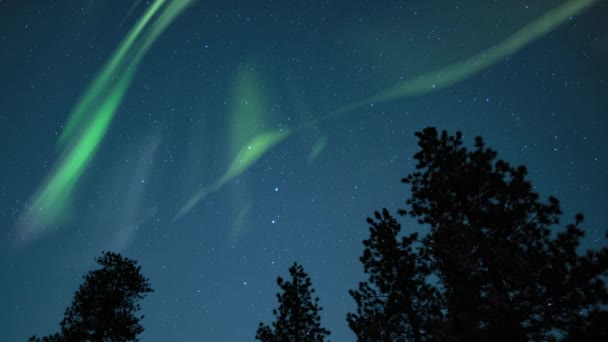 Aurora Зелений Над Сосновими Деревами Silhouette Loop — стокове відео