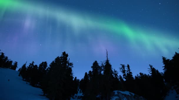 Aurora Zielony Fioletowy Nad Lasem Zimowym Pętla — Wideo stockowe