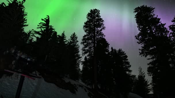 Aurora Kayak Kaldırma Çam Ağaçları Silueti Döngüsünde — Stok video