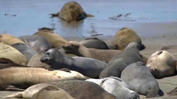 Big Sur Elephant Seals Telephoto Fighting California Usa — Video