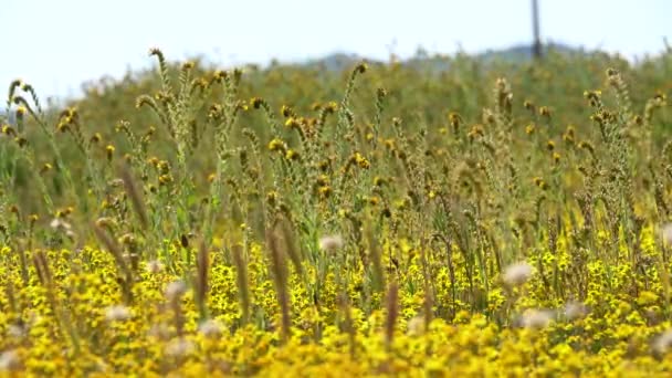 Carrizo Plain California Goldfields Fiddlenecks Virágok Super Bloom California Amerikai — Stock videók