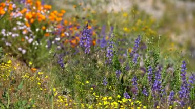 California Super Bloom Wildflower Trail Diamond Valley Lake Lupines Flowers USA