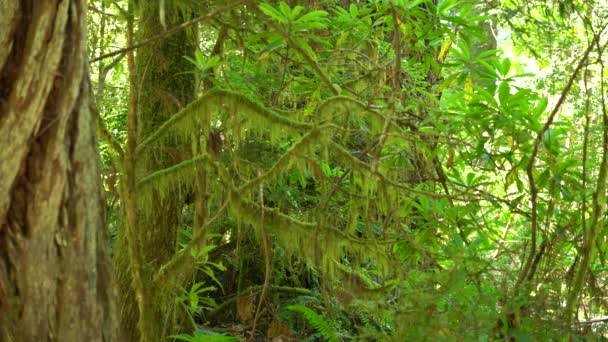 Parcul Național Redwood Moss Acoperit Pădurea Tropicală Lady Bird Johnson Secvență video de stoc fără drepturi de autor