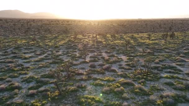 Sunset Mojave Desert Joshua Trees Palmdale Aerial Shot Forward California — Stock video
