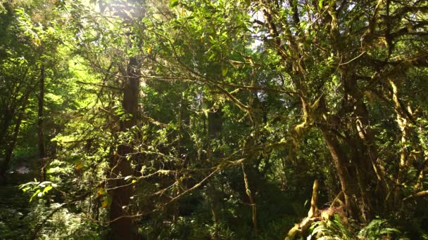 Национальный Парк Редвуд Умеренный Тропический Лес Прери Крик Калифорния Сша — стоковое видео