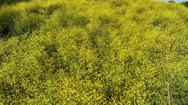 Mustard Flowers California Super Bloom 2023 Dolly Kenneth Hahn Park — Stock Video