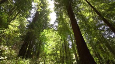 Nefes kesici Redwood Ulusal Park Ormanı Kaliforniya ABD Dünya Mirası SIte