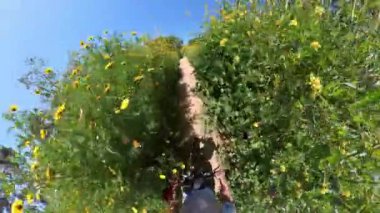 Kaliforniya Süper Çiçek Dağ Motoru Vahşi Çiçekler Arasında 01.mp4