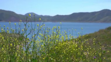 Diamond Valley Lake California Süper Hardal Çiçekleri ABD