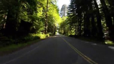 Redwood Ulusal Parkı Sahnesi Parkway 03. Arka Görünüm Atlas Korusu Sürücü Plakası