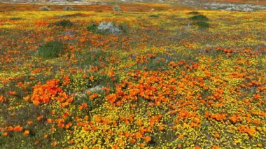 Antilop Vadisi Gelincik Çiçekleri Süper Çiçek 2023 Dolly R, Lancaster California ABD