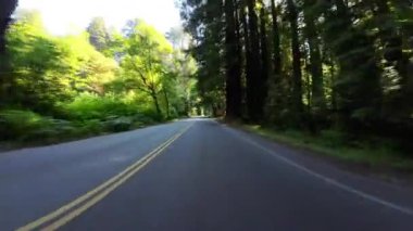 Redwood Ulusal Parkı Sahnesi Parkway Güneye giden 01 Ön Manzara Büyük Ağaç Yolu Sürücü Plakası