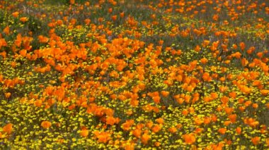 Kaliforniya Yabani Çiçekleri Süper Çiçek Poppy ve Altın Tarlaları Antilop Vadisi Gelincik Rezervi ABD 'de