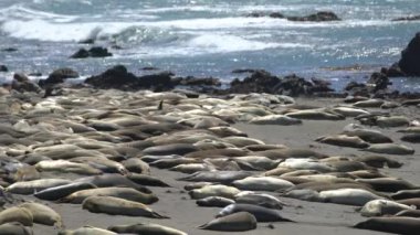 Big Sur Fil Seals Telephoto Büyük Grubu Kaliforniya ABD