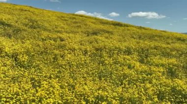 California Goldfields Çiçekleri Carrizo Plain Dolly, Kaliforniya ABD