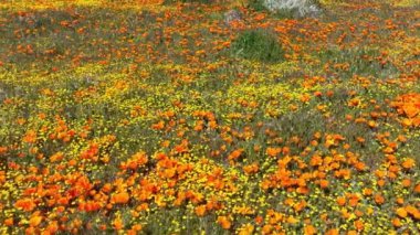 California Poppy Flowers Super Bloom 2023 Dolly L Antilop Vadisi, Lancaster California ABD
