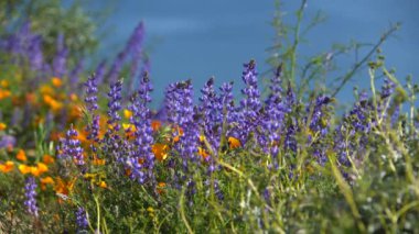 Kaliforniya Süper Çiçekleri Lupine ve Poppy Flowers Diamond Valley Gölü 'nde.