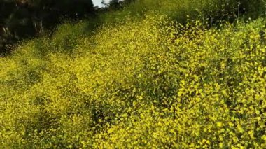 Los Angeles Kenneth Hahn Park Hardal Vahşi Çiçekler Süper Çiçek Dolly