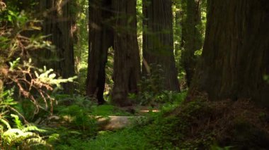 Giants Deep Forest Rockefeller 'dan Redwood Bulvarı Humboldt California ABD