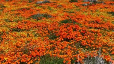Antilop Vadisi Poppy Çiçekleri Süper Çiçek 2023 Dolly Yörüngesi R, Lancaster California ABD