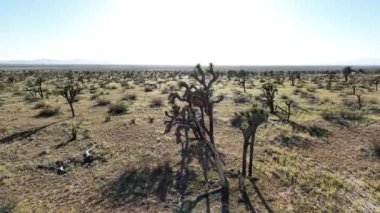 Mojave Çölü Lancaster 'daki Joshua Tree Yörünge R' nin Havadan Çekimi Uzaklara Uç