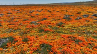 Antilop Vadisi Kaliforniya Poppy Reserve Super Bloom 2023 Dolly L, Lancaster California ABD