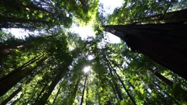 Giants 'ın Redwood Bulvarı Rockefeller Loop Humboldt California ABD
