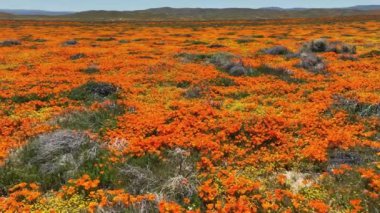 Antilop Vadisi Kaliforniya Poppy Reserve Süper Çiçekler Lancaster California 'da Dolly Forward' da