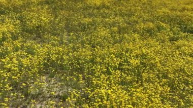 California Goldfields Yaban Çiçekleri Dolly Carrizo Plain R Yavaş Kaliforniya ABD