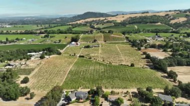 Napa Vadisi Üzüm bağı Hava Çekimi Kaliforniya Şarap Ülkesi