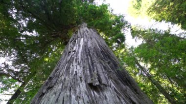 Devlerin Redwood Bulvarı 4 Bolling Grove 02 Arka Görüş Kaliforniya Ultra Geniş Plakası