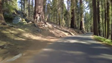 Devlerin Redwood Bulvarı 4 Bolling Grove 02 Arka Görüş Kaliforniya Ultra Geniş Plakası