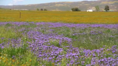 California Super Bloom Goldfields ve Purple Phacelia Flowers Carrizo Plain California ABD