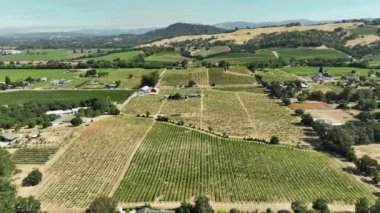 Napa Vadisi Üzüm bağı Hava Çekimi Kaliforniya Şarap Ülkesi