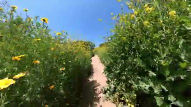 Kaliforniya Süper Çiçek Dağ Bisikleti Vahşi Çiçekler Arasında Önden Görünüm 01.mp4