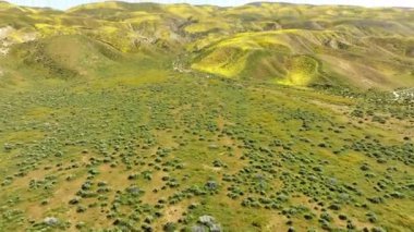 Carrizo Plain Goldfields California Süper Bloom 2023 Hava Atışı İleri Eğik Kaliforniya ABD