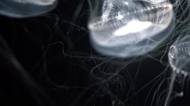 Denizanası Kristal Denizanası Aequorea Victoria 'nın Aşırı Yakın Çekimi