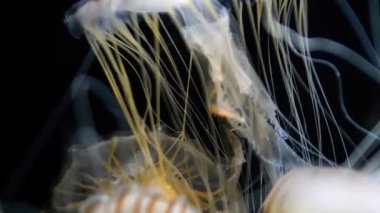 Denizanası Japon Deniz lsırganı yüzen Chrysaora Pacifica 'nın Kapanışı