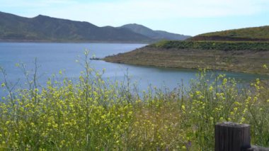 Diamond Valley Lake Shoreline California Süper Hardal Çiçekleri ABD