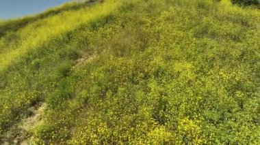 Kaliforniya Vahşi Çiçekleri Süper Bloom Hava Çekimi Kenneth Hahn Park 'ın Los Angeles' taki açılışı.