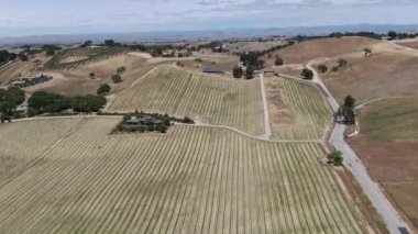 Kaliforniya Şarap Ülkesi Paso Robles Üzüm bağı Havadan Vuruldu