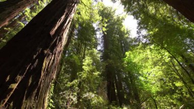 Redwood Ulusal Parkı Dev orman manzarası Kaliforniya ABD Dünya Mirası SIte