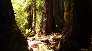 Prairie Creek Kaliforniya 'daki Redwood Ulusal Parkı Dev Sekoyaları ABD Dünya Mirası Bölgesi