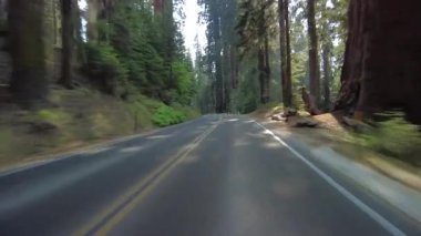 Sequoia Ulusal Parkı Generalleri Güney Otoyolu 09 Multicam Front View Pinewood Piknik Sürücü Plakası Sierra Nevada California Mt. ABD