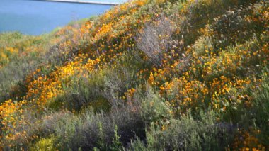 California Super Bloom Poppy ve Lacy Scorpionweed ABD Diamond Valley Hills 'deki Çiçekler