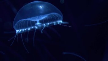 Denizanası Kristal Denizanası Mavi Işığın Altında Yüzüyor Aequorea Victoria 'nın Aşırı Kapanışı